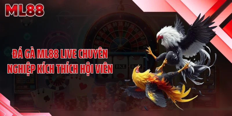 Đá gà ML88 live chuyên nghiệp kích thích hội viên